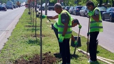 През последните седмици в София са били засадени 349 фиданки