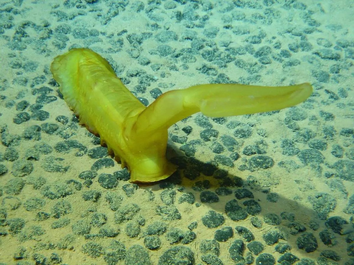 Полиметалните конкреции се образуват на океанското дъно на дълбочина от 4000 до 5000 метра. Тези богати на минерали камъчета растат, като слоеве от желязо и манган се натрупват около малка сърцевина - често черупка или дори песъчинка