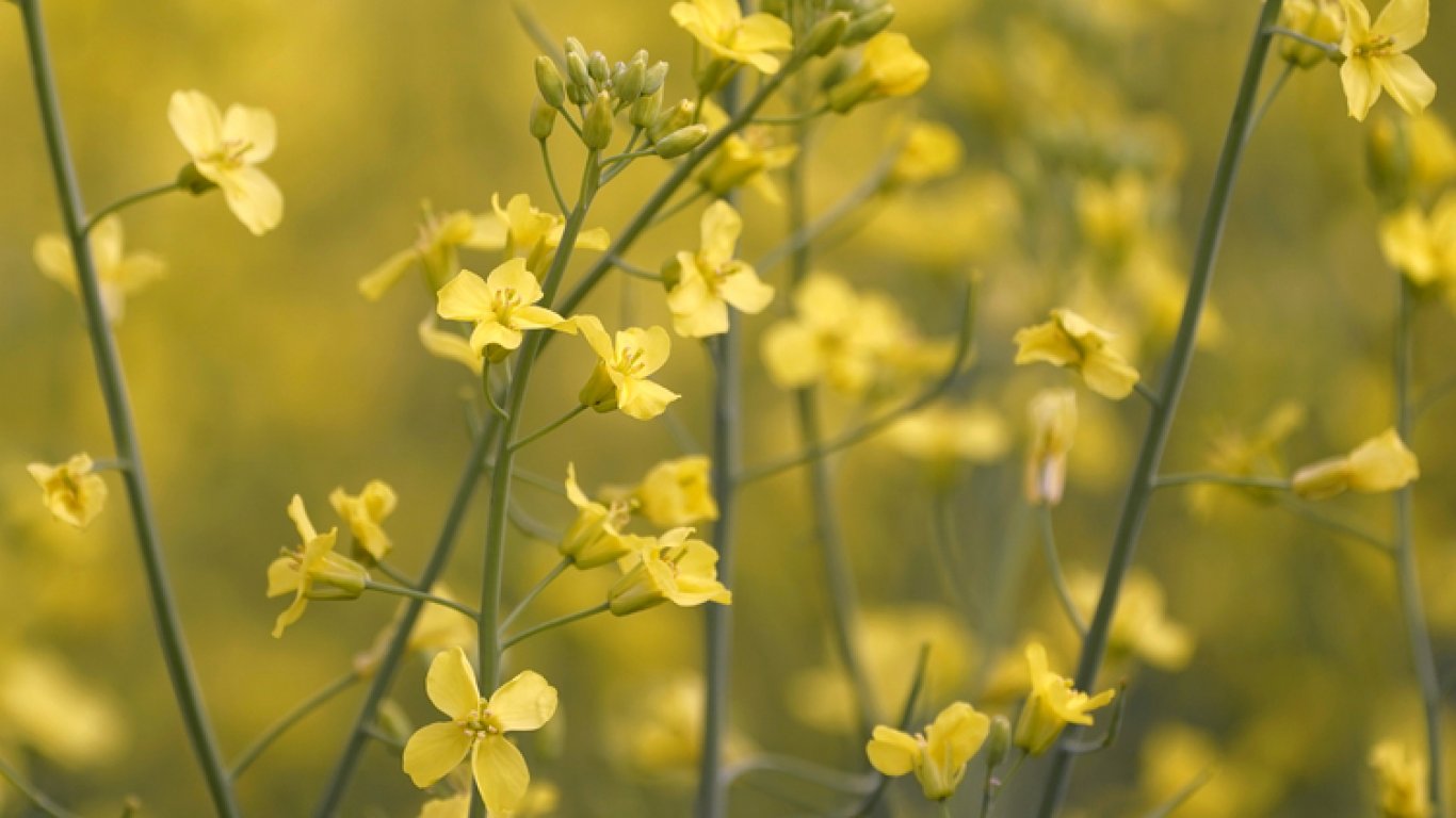 Глоба от 25 000 лева, ако откъснете застрашено цвете в Кушадасъ