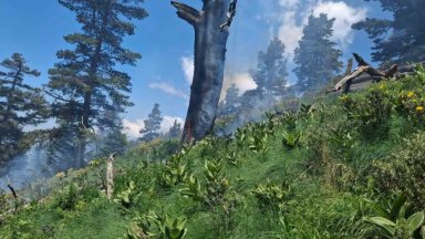 Низов пожар избухна около 10 дка иглолистна гора на 2000