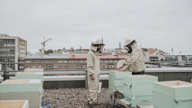 Градски ферми и пчеларство – новата урбанистична форма на устойчивост