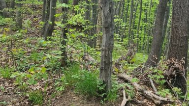Полицията в Перник и спасители от Аварийно спасителния отряд издирват мъж