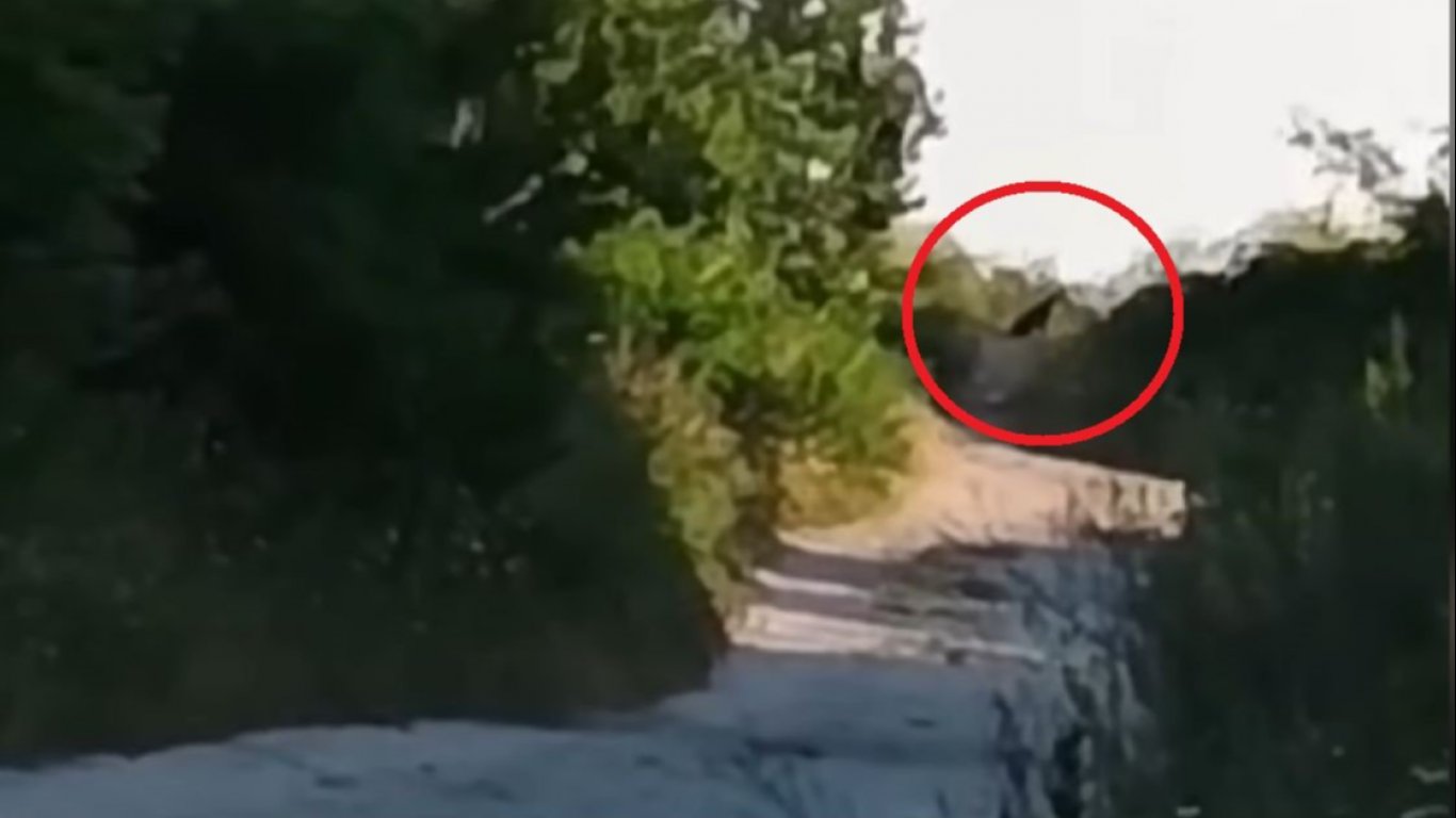 Пуснаха видео с животното от Шуменското плато