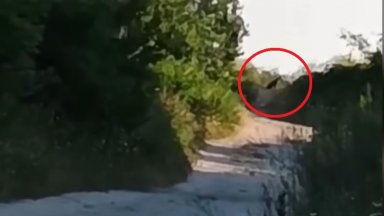 Информацията че сигналът за голямо животно от семейство котки което