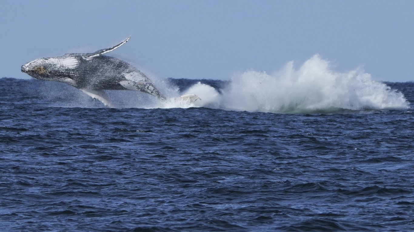 Китове блокират фериботите в Сидни (снимки/видео)