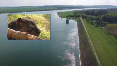 Нов сигнал за появата на черния леопард който вече седмица