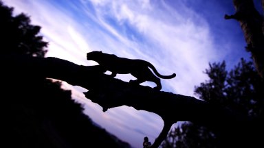 Черният леопард е бил забелязан до шуменския квартал Мътница Минути