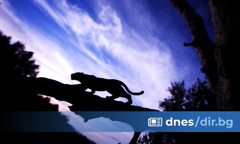 Черна пантера се е появила в района между селата Богданци