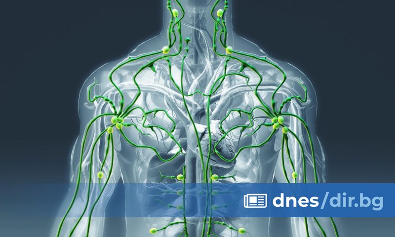 Може и да не я усещаме, но лимфата е един