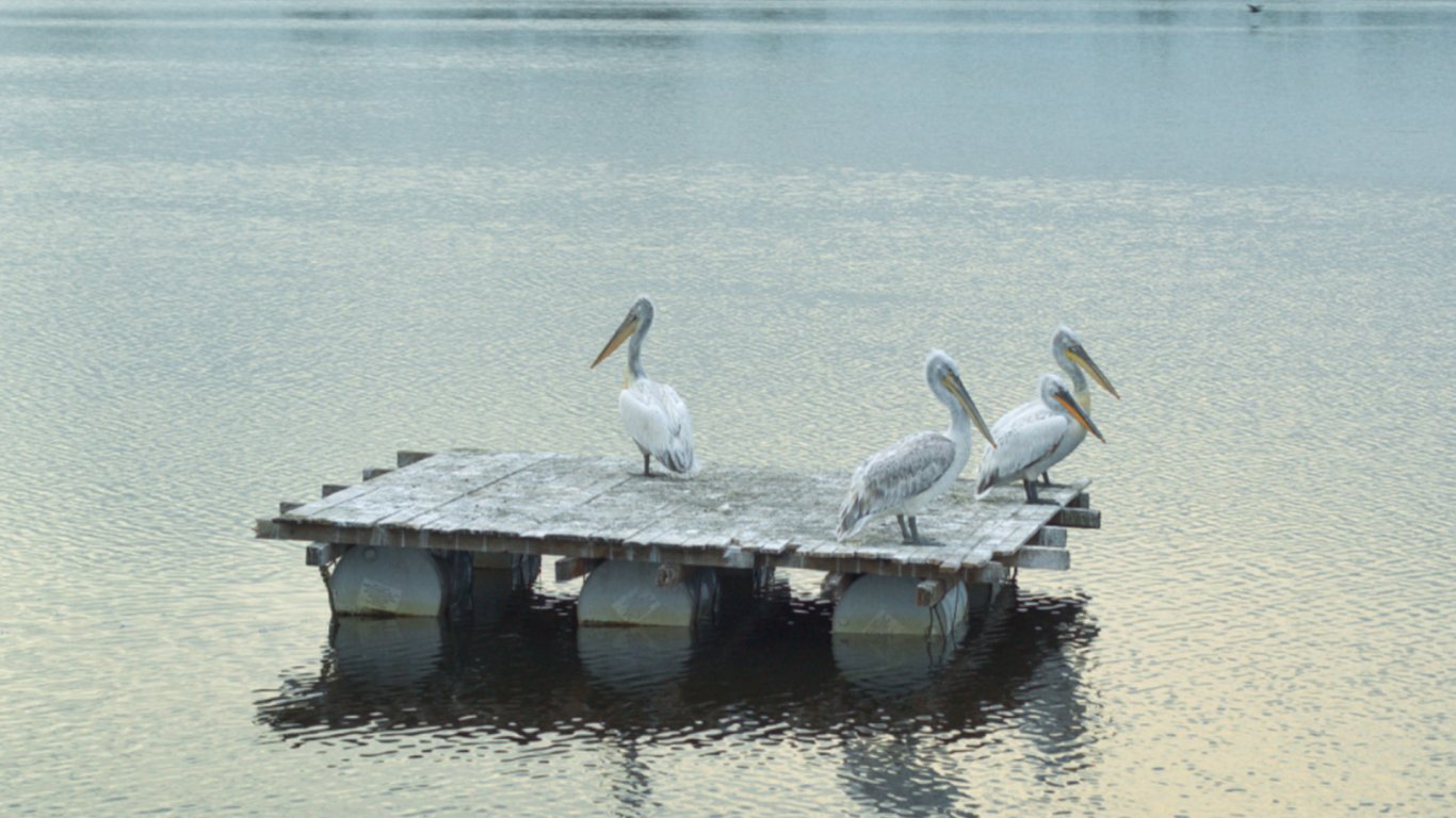 Вълни на промяната: Завръщането на живота в Персин и Драва