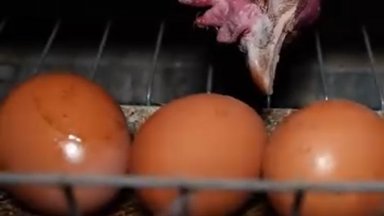 Проверяват всички ферми за кокошки носачки в клетки след шокиращи кадри от Крамолин (видео 18+)