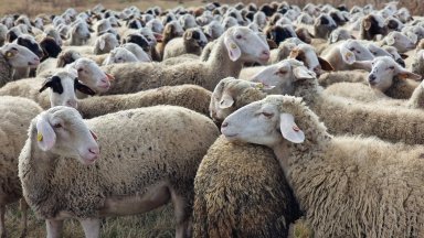 Българската агенция по безопасност на храните БАБХ установи за първи