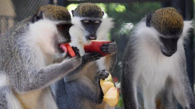 В горещите летни дни във варненския зоопарк разхлаждат животните със