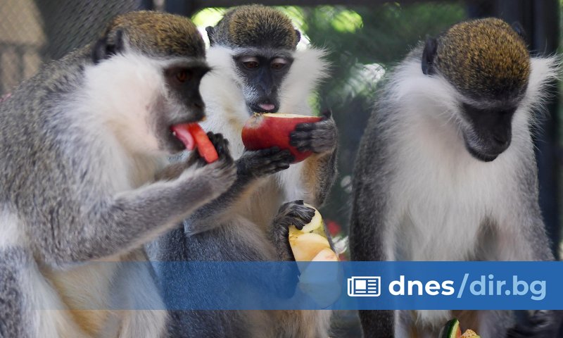 В горещите летни дни във варненския зоопарк разхлаждат животните със