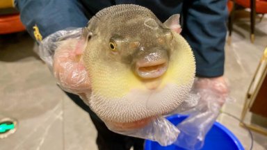 Опасна отровна хищна риба се появи изненадващо в Черно море