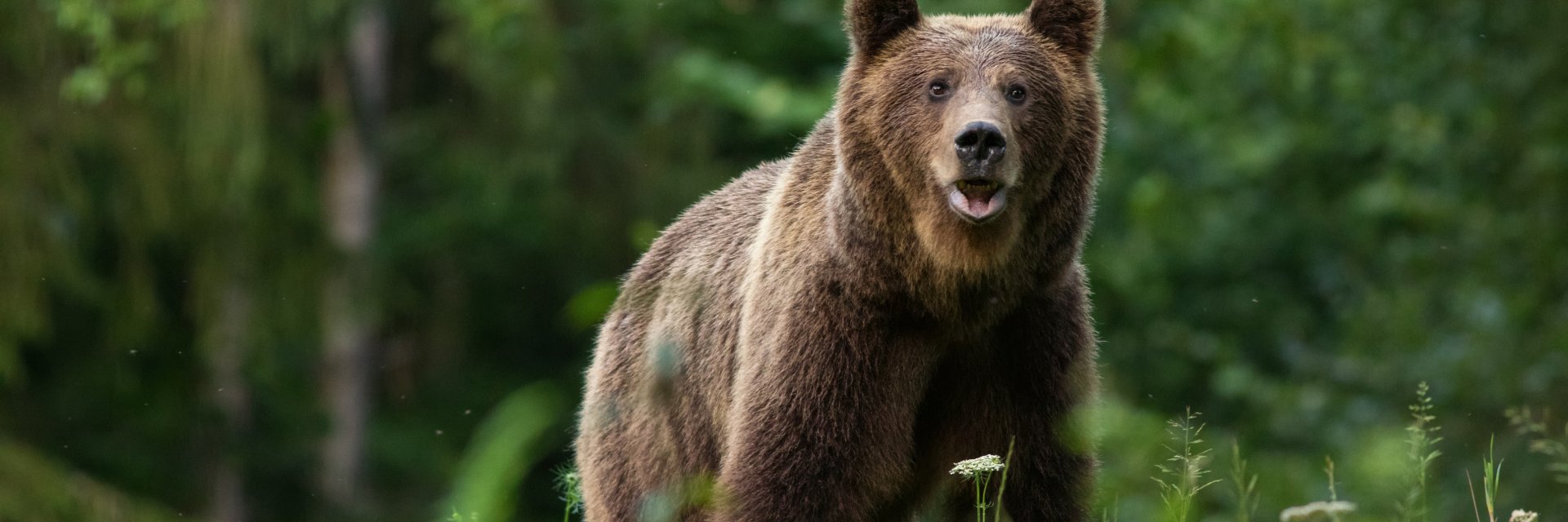 Убитият от мечка италианец в Румъния пуснал клипове с хищниците часове преди смъртта си 