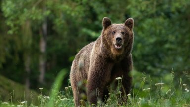 Убитият от мечка италианец в Румъния пуснал клипове с хищниците часове преди смъртта си 