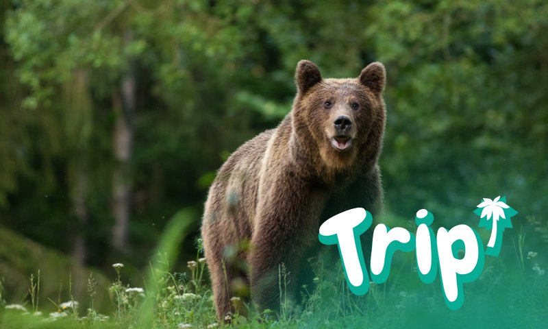 Малка е вероятността да се върне в града. Разпоредил съм