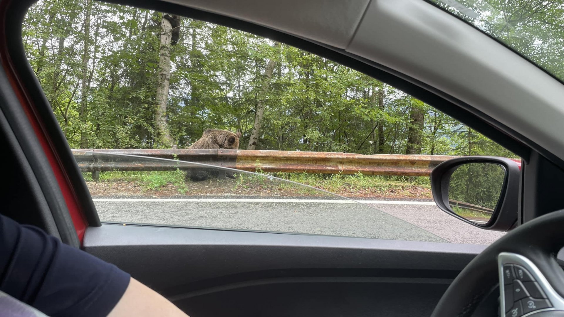  Мечка на най-известният планински път Трансфъгъръшан 