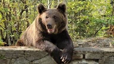 Румънският министър на околната среда водите и горите Диана Бузояну