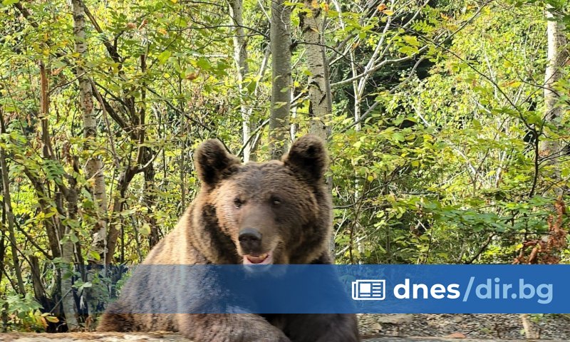 Румънският министър на околната среда, водите и горите Диана Бузояну