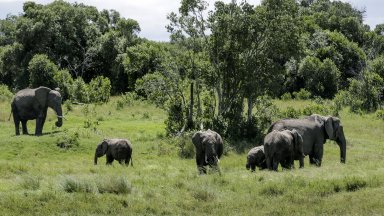 Две чуждестранни туристки бяха убити днес от слоница по време на