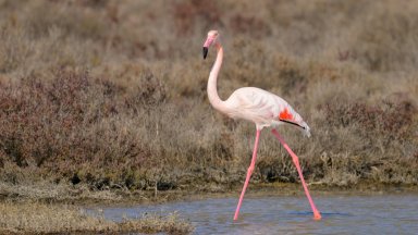  Разходка сред фламинги: Зимно чудо в Кипър