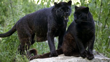 В МВР не е постъпвала официална информация данни или сигнали