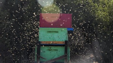 При необичайно нападение от пчели във френския град Орияк бяха