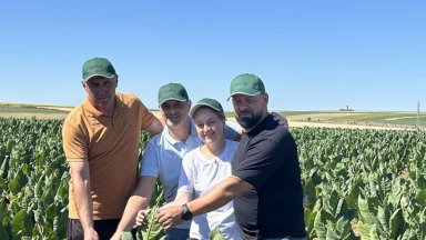 Експериментът с отглеждане на алтернативните за България сортове тютюн продължава в с.Брестовeне