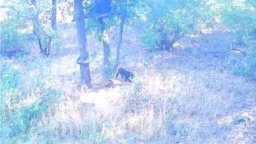 Нов сигнал, че леопардът е забелязан в Шуменско, заснет е и от фотокапан