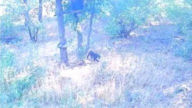 Нов сигнал, че леопардът е забелязан в Шуменско, заснет е и от фотокапан