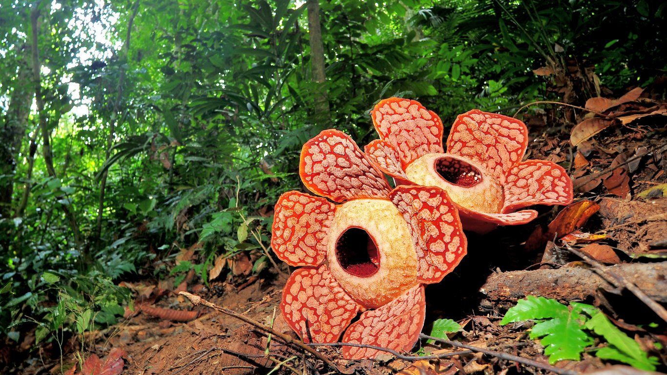 Тайландско чудо: Най-голямото цвете рафлезия ви очаква