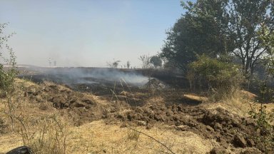 Голям пожар избухна край "Дунарит", горят 100 дка борова гора и царевични ниви