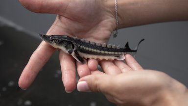 Виж още WWF Бракониерството е сред основните заплахи за есетрите