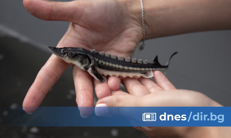 Виж още WWF: Бракониерството е сред основните заплахи за есетрите