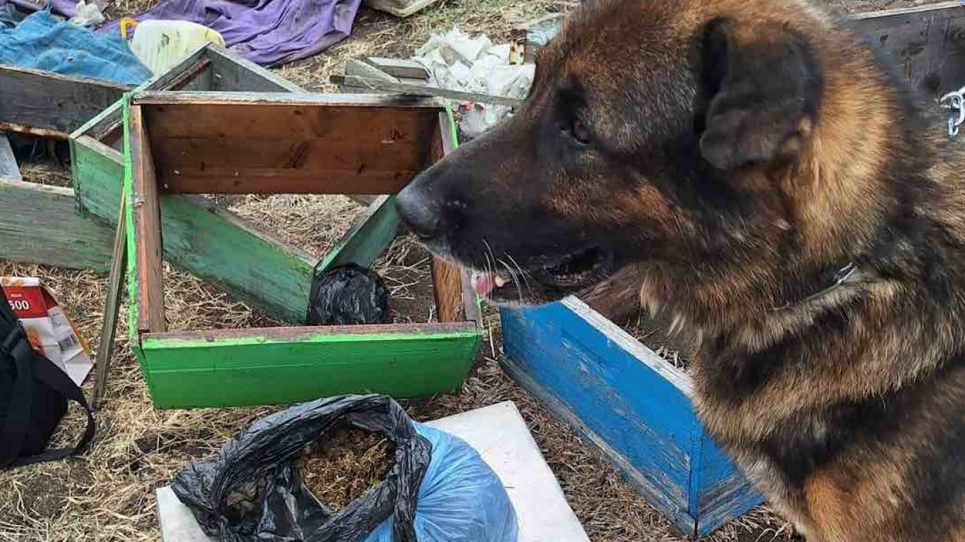 Полицейско куче откри канабис, укрит в пчелин в карнобатско село (снимки)