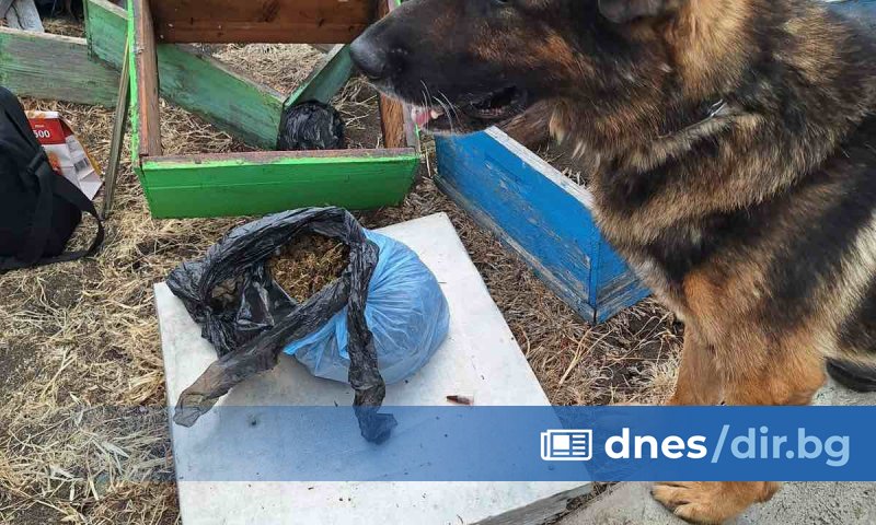 Близо килограм сух канабис е намерен и иззет при специализирана