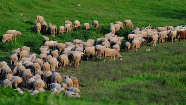 Областната епизоотична комисия в Русе обсъди и реши да въведе
