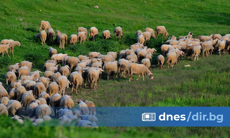 Областната епизоотична комисия в Русе обсъди и реши да въведе