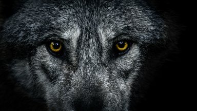 Нидерландските власти предупредиха хората да не навлизат в горски и