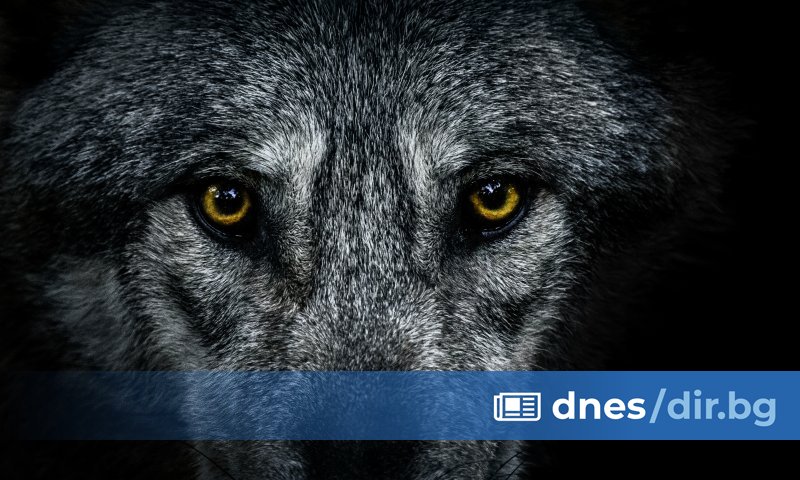 Нидерландските власти предупредиха хората да не навлизат в горски и