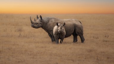 Университетът на Уитуотърсранд в Южна Африка започна програма насочена срещу