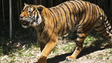 Зоологическа градина в Дания иска да й бъдат дарявани малки