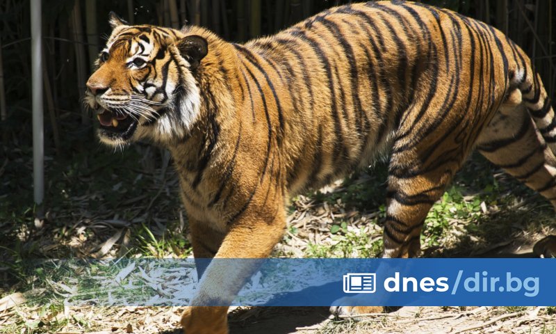 Зоологическа градина в Дания иска да й бъдат дарявани малки