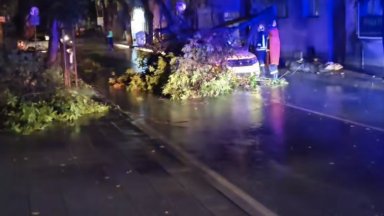 Дърво рухна върху движещ се таксиметров автомобил с двама клиенти в