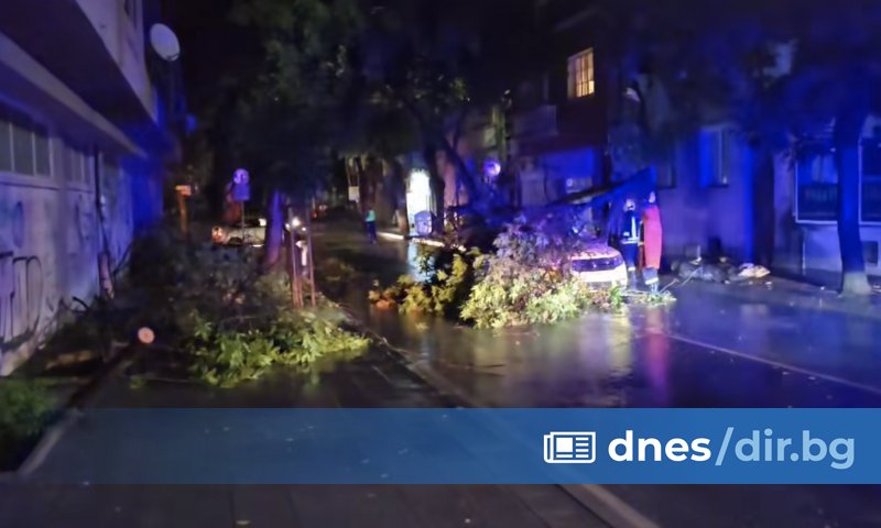 Дърво рухна върху движещ се таксиметров автомобил с двама клиенти в