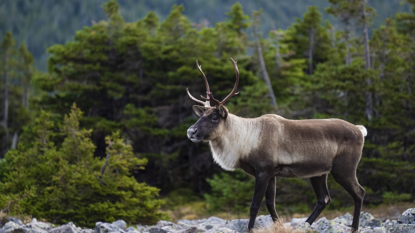 Северните елени във Финландия стават жертва на горещините