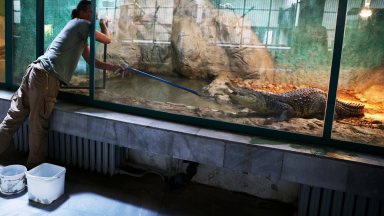 Крокодилът открит в столичния квартал Ботунец е пораснал с 30 40