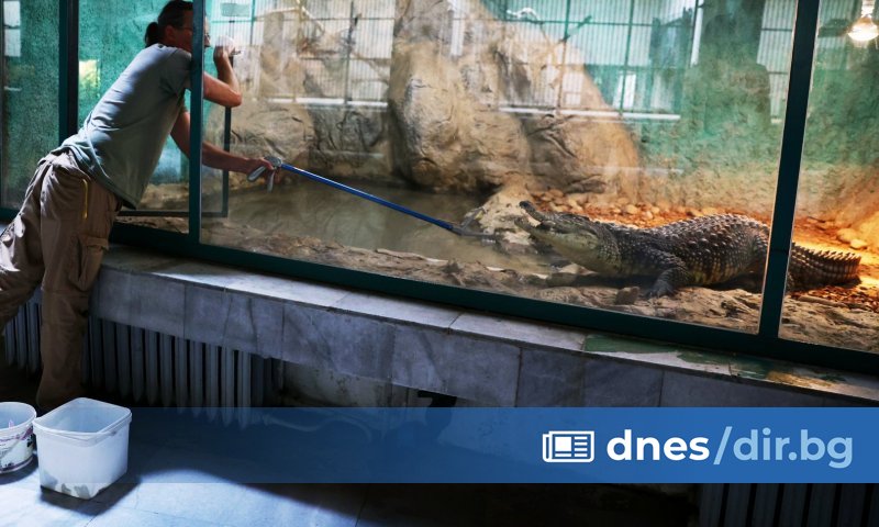 Крокодилът, открит в столичния квартал Ботунец, е пораснал с 30-40